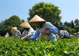 花开疫散，与春同行——长沙县2020年第六届茶文化旅游节在湘丰茶业庄园盛大开幕