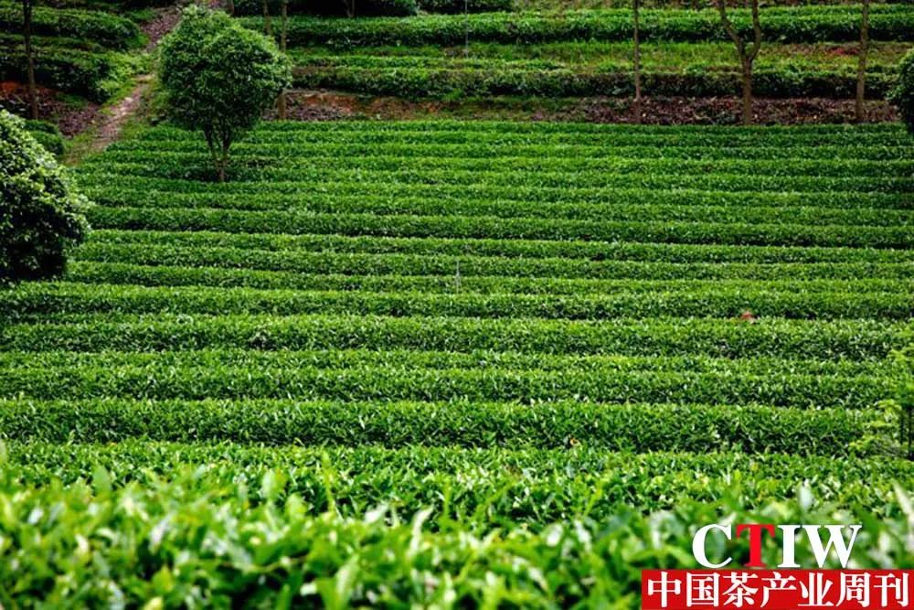 【湖南】长沙县推动产业链升级——一片茶叶带动三产融合
